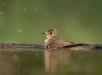 Spotted Flycatcher