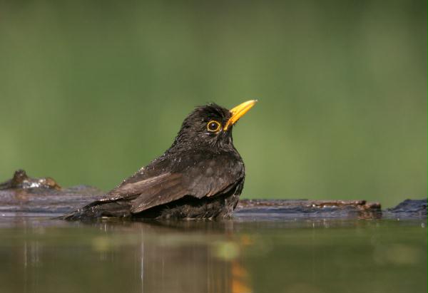 Blackbird <i>Turdus merula</i>