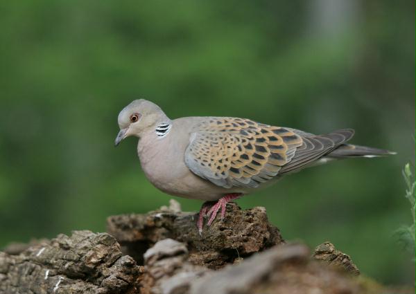 Turtle Dove <i>Streptopelia turtur</i>