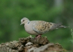 Turtle Dove