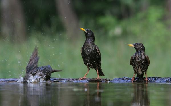 Starlings <i>Sturnus vulgaris</i>