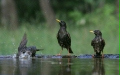 Starlings