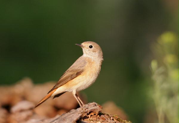 Redstart <i>Phoenicurus phoenicurus</i>