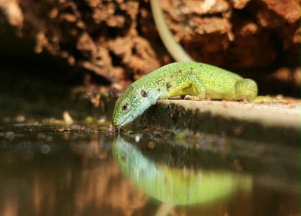 European Green Lizard <i>Lacerta viridis</i>