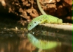 European Green Lizard