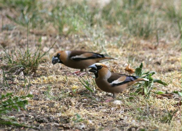Hawfinch <i>Coccothraustes coccothraustes</i>