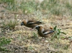 Hawfinch