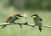 Bee-eater