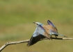 European Roller