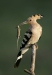European Hoopoe