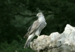 Northern Goshawk