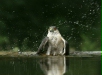 Sparrowhawk