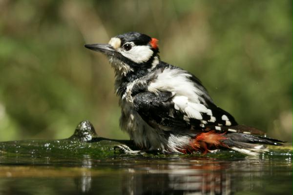 Great Spotted Woodpecker <i>Dendrocopos major</i>