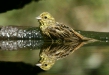 Yellowhammer