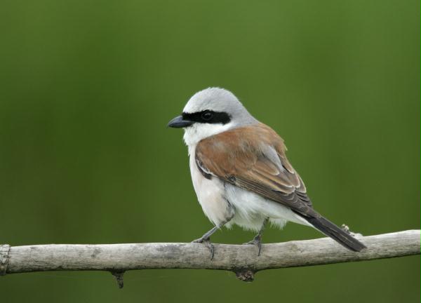 Red-backed Shrike <i>Emberiza citrinella</i>