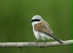 Red-backed Shrike