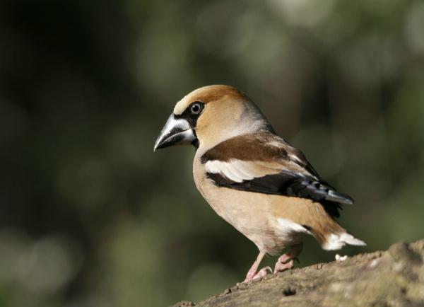 Hawfinch <i>Coccothraustes coccothraustes</i>