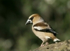 Hawfinch