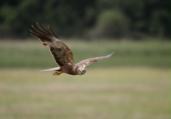 Marsh Harrier <i>Circus aeruginosus</i>