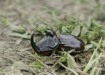 European Rhinocerous Beetle