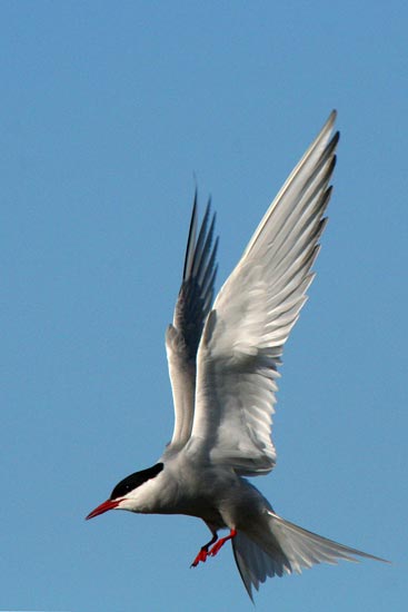 Arctic Tern, Olafsvik