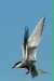 Arctic Tern, Olafsvik