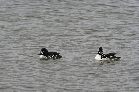 Barrow's Goldeneye, Lake Myvatn