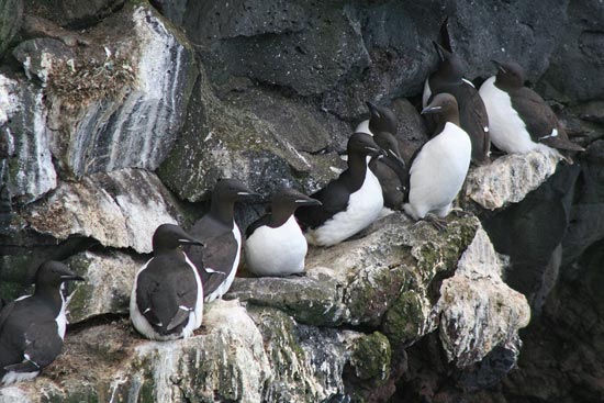 Brunnich's Guillemots, Snaefellsnes Peninsula
