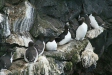 Brunnich's Guillemots, Snaefellsnes Peninsula