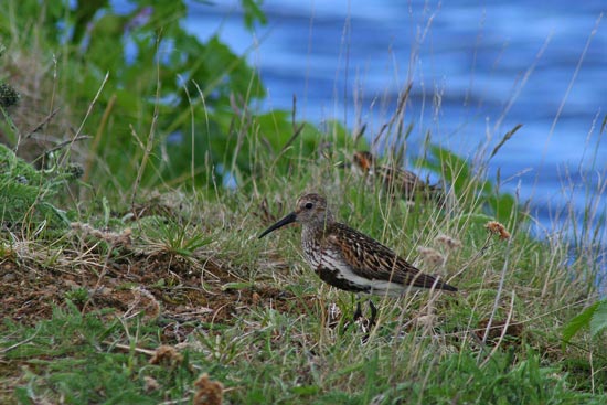 Dunlin, Lake Myvatn