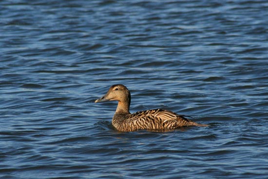 Common Eider, Olafsvik