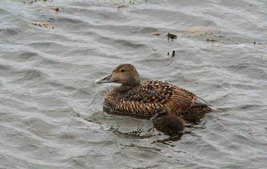 Eider, Husavik