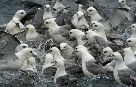 Feeding frenzy, Husavik