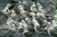 Feeding frenzy, Husavik