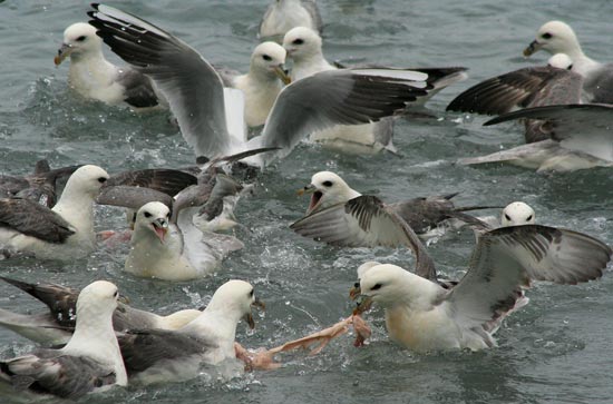 Feeding frenzy, Husavik