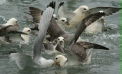 Feeding Frenzy, Husavik