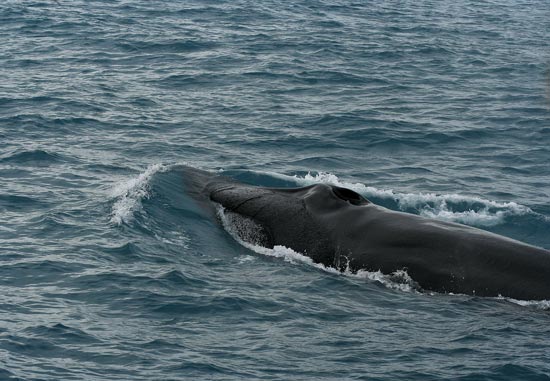 Fin Whale, boat trip out of Olafsvik