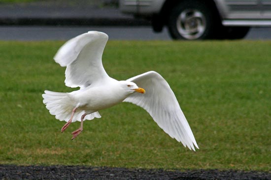 Glaucous Gull, Olafsvik