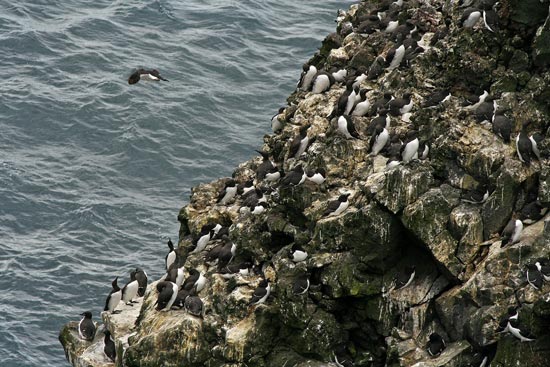 Common Guillemots and Razorbills, Snaefellsnes Peninsula