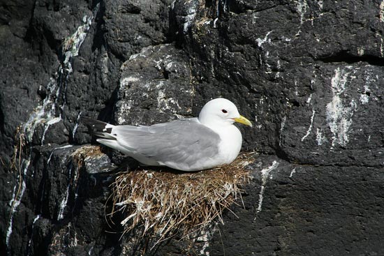 Kittiwake, Snaefellsnes Peninsula