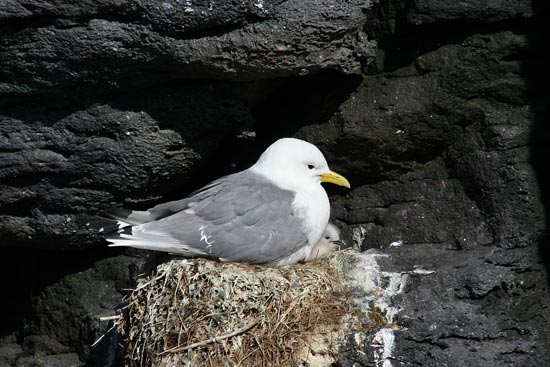 Kittiwake, Snaefellsnes Peninsula