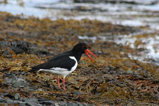 Oystercatcher, Flatey Island
