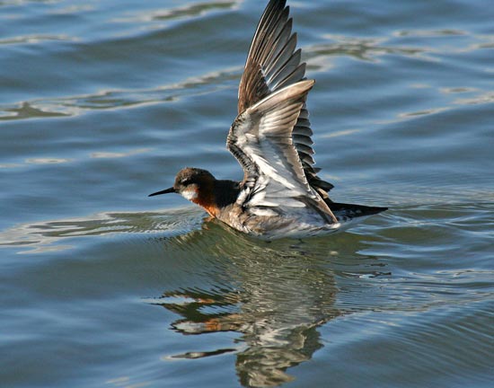 Red-necked Phalarope, Olafsvik