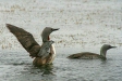 Red-throated Divers, near Borgarnes