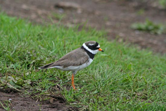 Ringed Plover, Flatey Island