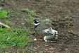 Ringed Plover, Flatey Island