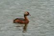 Slavonian Grebe, Lake Myvatn
