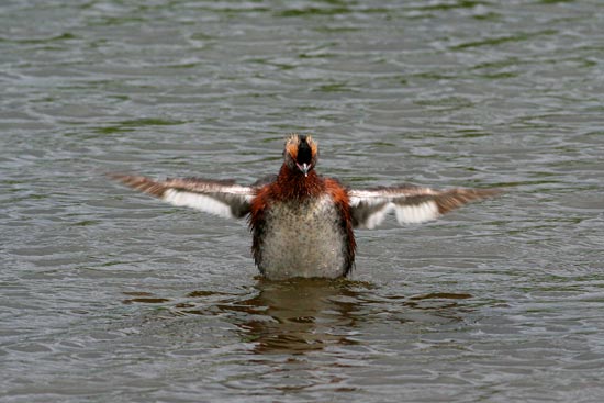 Slavonian Grebe, Lake Myvatn