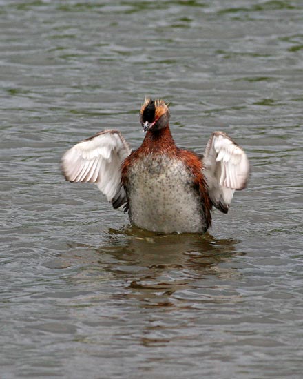 Slavonian Grebe, Lake Myvatn
