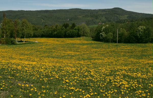 Dandelion fields, Verdal